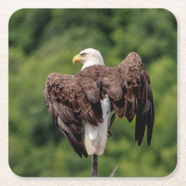Posavasos Cuadrado De Papel Águila calva en una rama