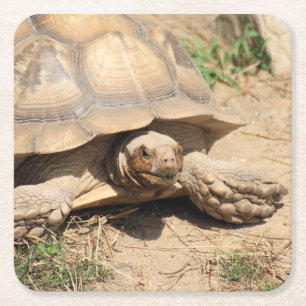 Posavasos Cuadrado De Papel Ala Aldabra