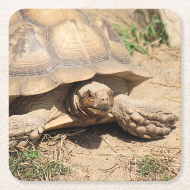 Posavasos Cuadrado De Papel Ala Aldabra (Anverso)