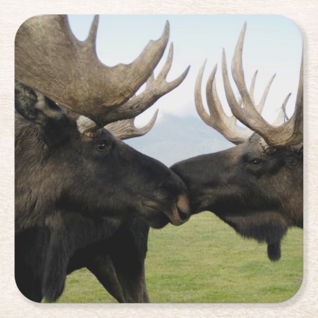Posavasos Cuadrado De Papel Alces (Anverso)