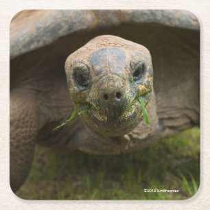Posavasos Cuadrado De Papel Alimentación de la tortuga de Aldabra