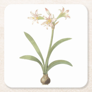 Posavasos Cuadrado De Papel amaryllis (Amaryllis vittata) por Redouté
