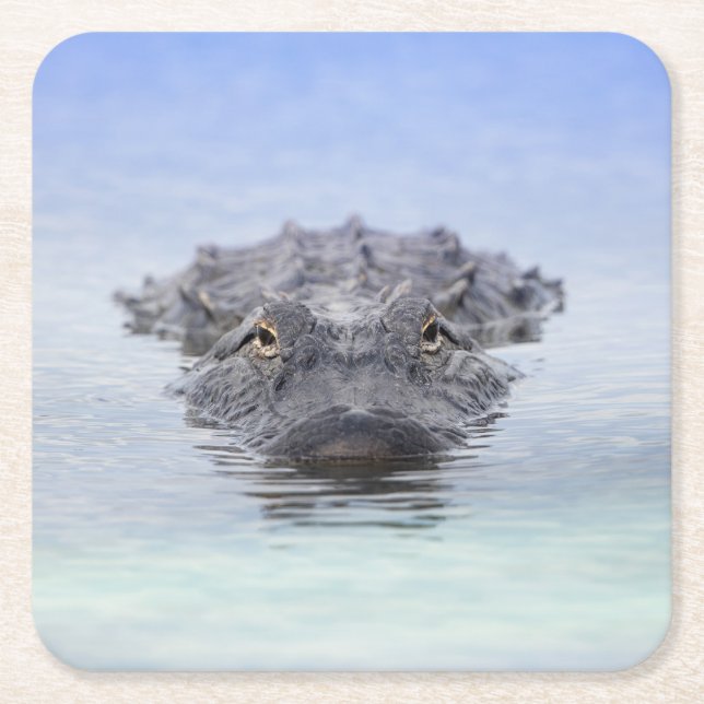 Posavasos Cuadrado De Papel American Alligator – Lake Apopka Wildlife Drive (Anverso)