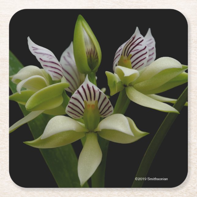 Posavasos Cuadrado De Papel Anacheilium Chacoense (Anverso)