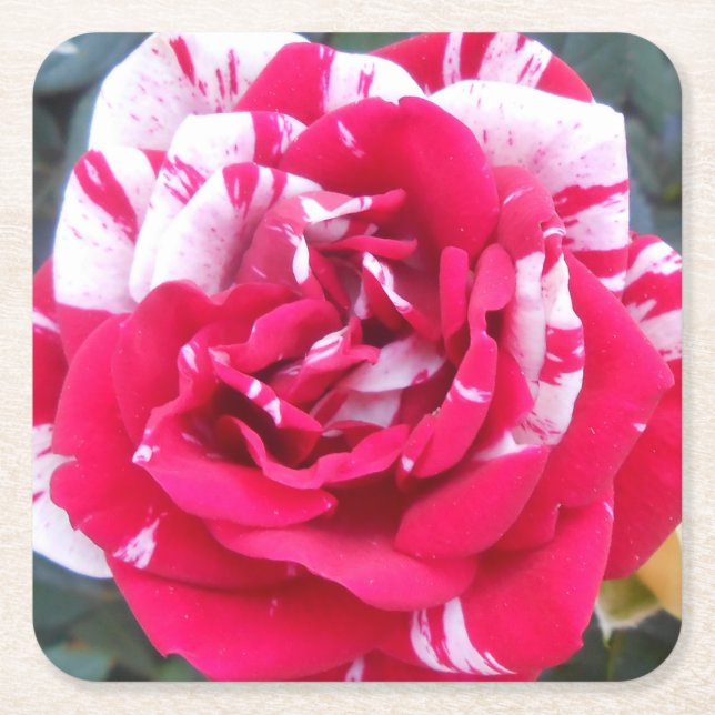 Posavasos Cuadrado De Papel Anicia (Anverso)
