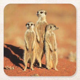 Posavasos Cuadrado De Papel Animales de bebé más afectados 3 Meerkats