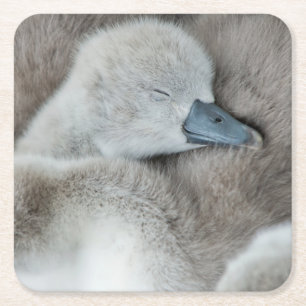Posavasos Cuadrado De Papel Animales de bebé más afectados Baby Mute Swan