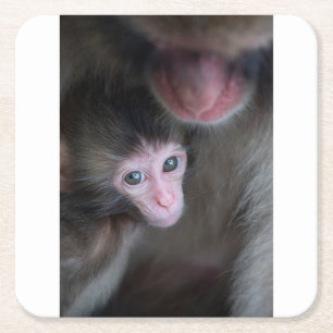 Posavasos Cuadrado De Papel Animales de bebé más afectados Bebé Macaque Mono