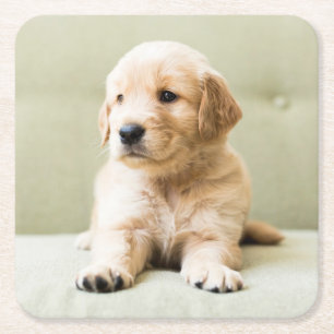Posavasos Cuadrado De Papel Animales de bebé más afectados Cachorro de Golde