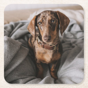 Posavasos Cuadrado De Papel Animales de bebé más afectados   Chocolate Dachshu