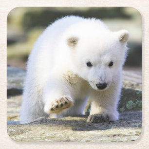 Posavasos Cuadrado De Papel Animales de bebé más afectados Cubo de oso polar