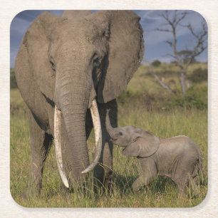 Posavasos Cuadrado De Papel Animales de bebé más afectados Elefante Amama co
