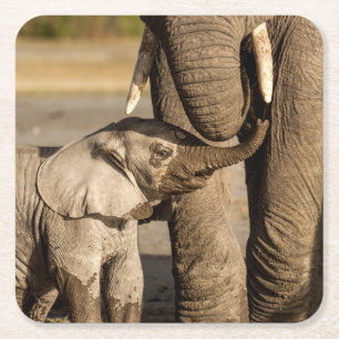 Posavasos Cuadrado De Papel Animales de bebé más afectados Elefante bebé y m