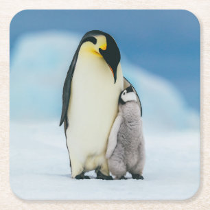 Posavasos Cuadrado De Papel Animales de bebé más afectados Emperador Pingüin