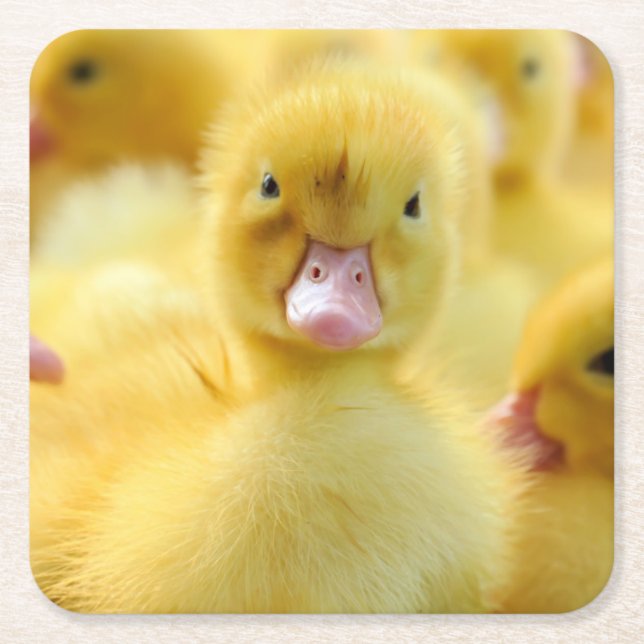 Posavasos Cuadrado De Papel Animales de bebé más afectados | Grupo Pato Bebé (Anverso)