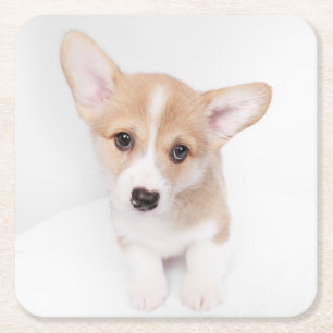Posavasos Cuadrado De Papel Animales de bebé más afectados   Joven Corgi Puppy