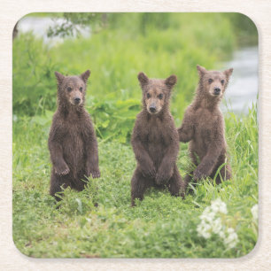Posavasos Cuadrado De Papel Animales de bebé más afectados   Kamchatka Brown B