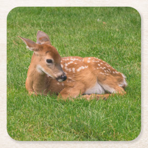 Posavasos Cuadrado De Papel Animales de bebé más afectados   Little Fawn