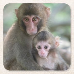 Posavasos Cuadrado De Papel Animales de bebé más afectados Monos japoneses