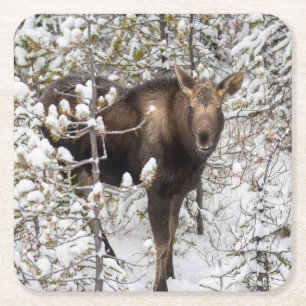 Posavasos Cuadrado De Papel Animales de bebé más afectados   Moose Calf