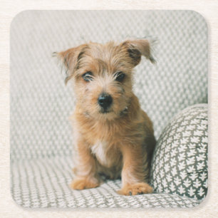Posavasos Cuadrado De Papel Animales de bebé más afectados   Norfolk Terrier P