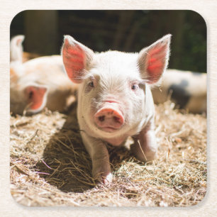 Posavasos Cuadrado De Papel Animales de bebé más afectados Pizarra De Bebé