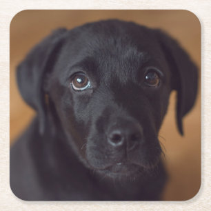 Posavasos Cuadrado De Papel Animales de bebé más afectados Puppy de Labrador