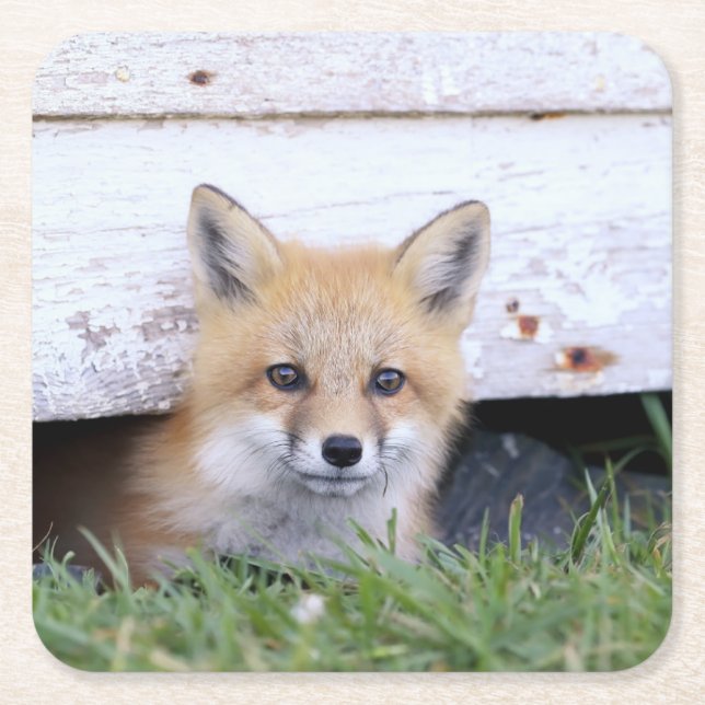 Posavasos Cuadrado De Papel Animales de bebé más afectados | Red Fox Kit Peeki (Anverso)