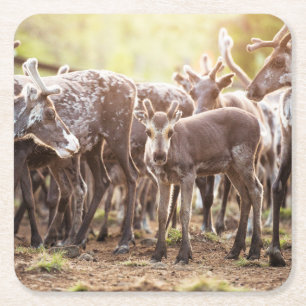 Posavasos Cuadrado De Papel Animales de bebé más afectados Renos de Svalbard