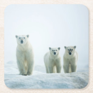 Posavasos Cuadrado De Papel Animales de bebé más afectados Tres Jóvenes Osos