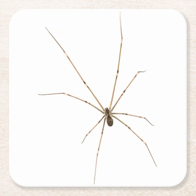 Posavasos Cuadrado De Papel Araña (Anverso)