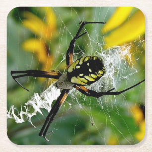 Posavasos Cuadrado De Papel Araña de Orb Foto Impresionante en Red