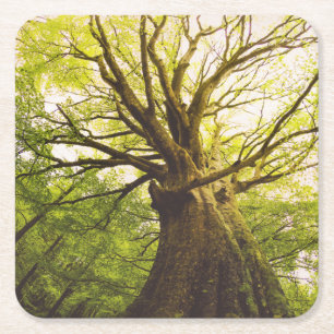 Posavasos Cuadrado De Papel Árbol de haya hermoso