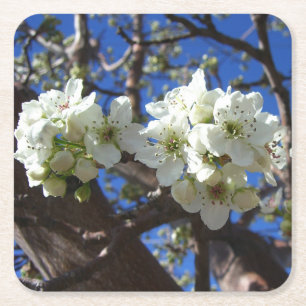 Posavasos Cuadrado De Papel Árbol de peras florido de primavera de los Cluster