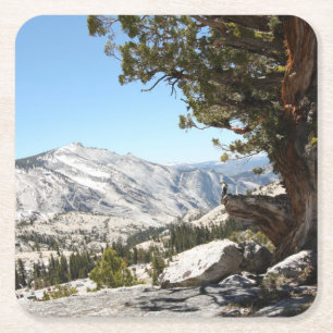 Posavasos Cuadrado De Papel Árbol viejo en el parque nacional de Yosemite