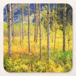 Posavasos Cuadrado De Papel Árboles de Aspen en Otoño en las Montañas Rocosas