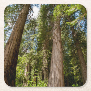 Posavasos Cuadrado De Papel Árboles del Cedro Rojo Occidental