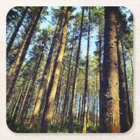 Árboles forestales
