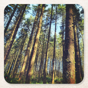 Posavasos Cuadrado De Papel Árboles forestales