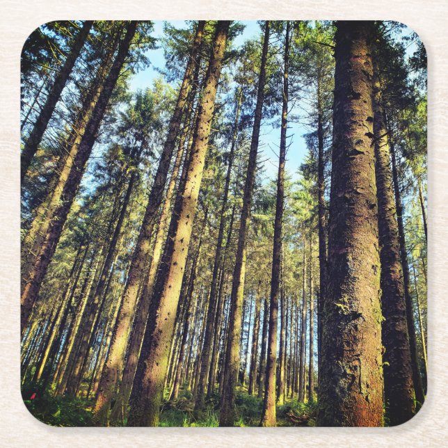 Posavasos Cuadrado De Papel Árboles forestales (Anverso)