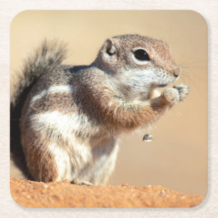 Posavasos Cuadrado De Papel ardilla de antílope de Harris (Ammospermophilus)