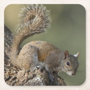 Posavasos Cuadrado De Papel ardilla gris oriental o ardilla gris
