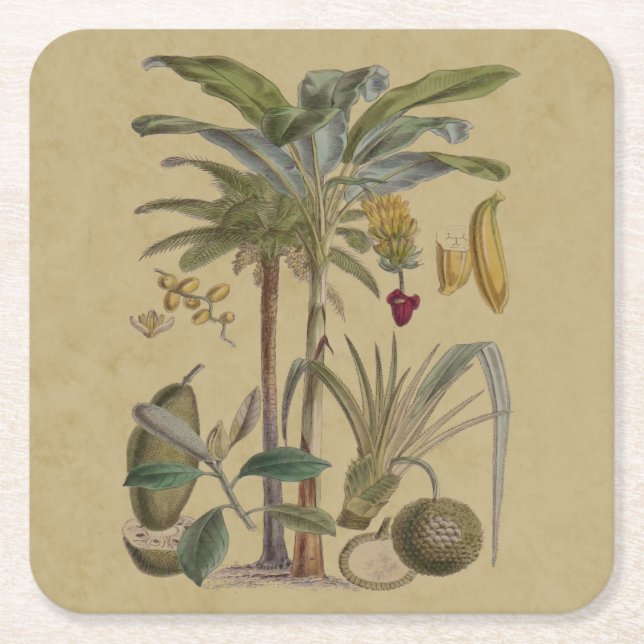 Posavasos Cuadrado De Papel Arte botánico de frutas tropicales palmo antiguo (Anverso)
