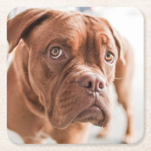 Posavasos Cuadrado De Papel Astilleras de perros de clase 6