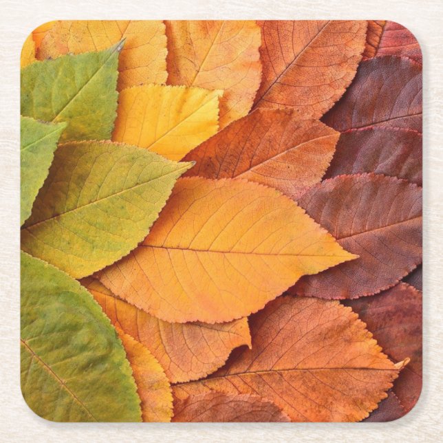Posavasos Cuadrado De Papel Astras del follaje otoñal: el toque de la naturale (Anverso)