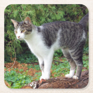 Posavasos Cuadrado De Papel ¡Atención! Kitty - Gato - Pascua