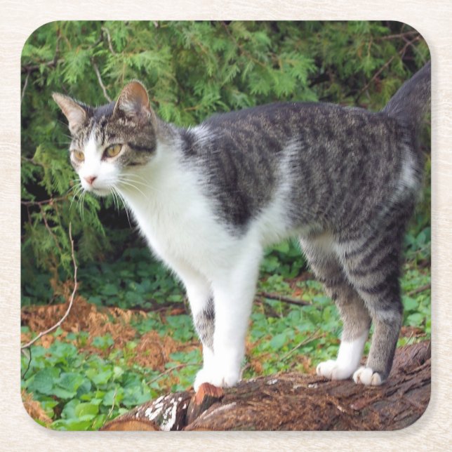 Posavasos Cuadrado De Papel ¡Atención! Kitty - Gato - Pascua (Anverso)