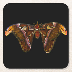 Posavasos Cuadrado De Papel Atlas Moth - cabeza de serpiente