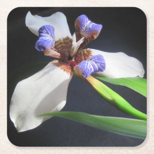 Posavasos Cuadrado De Papel Atractiva montaña rusa Fiesta Iris