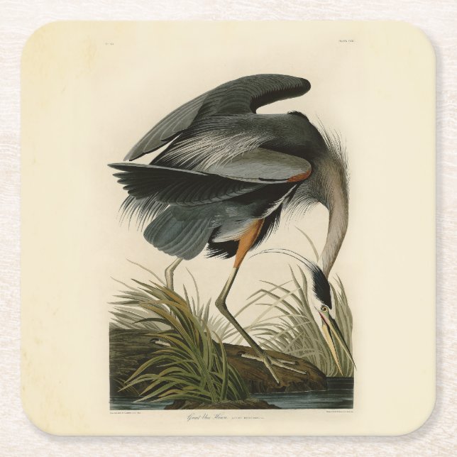 Posavasos Cuadrado De Papel Audubon Great Blue Heron Marsh Bird (Anverso)